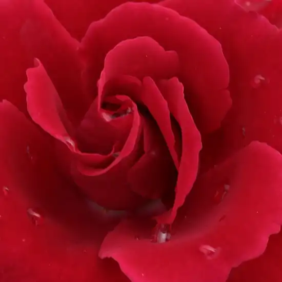 Trandafiri online - Roșu - trandafiri târâtori și cățărători, Climber - fără parfum - Rosa Bánát - Márk Gergely - ,-